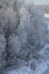 snow covered trees in winter