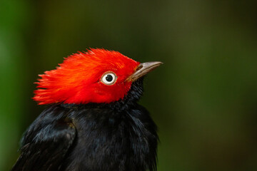Macro portrait of a male Round-tailed Manakin (2)