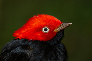 Macro portrait of a male Round-tailed Manakin (1)