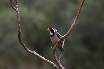 bird from hiding