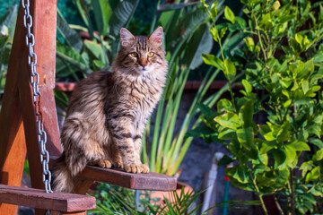 Naklejka na ściany i meble Street cats in the garden.
