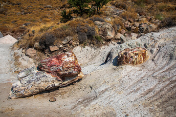 A fossilized tree trunk from the UNESCO Geopark 