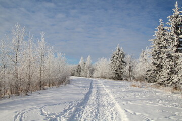 Fototapeta na wymiar Winter Trail, Pylypow Wetlands, Edmonton, Alberta