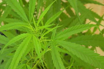 Marijuana, or Cannabis narcotic medicinal herbs.
