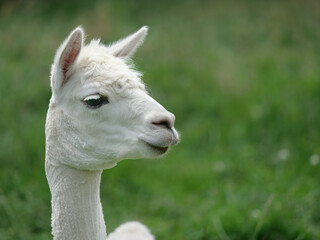 Fototapeta premium Alpaca