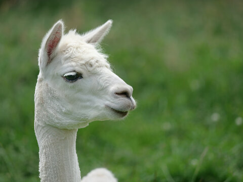 Alpaca