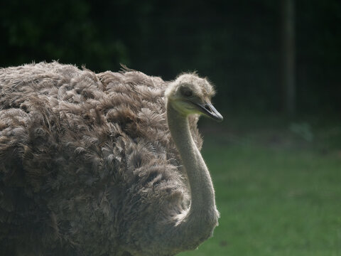 Ostrich