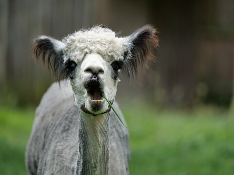 Alpaca smiling