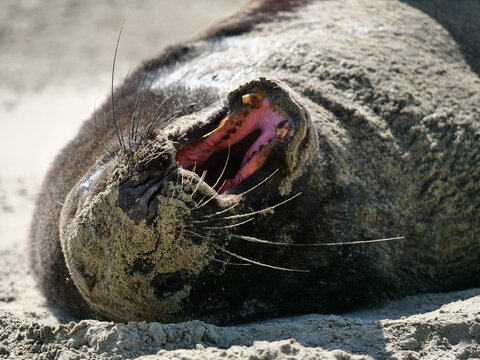 sea lion on the beach