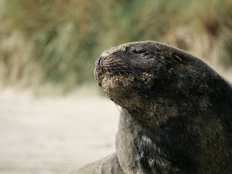 sea lion on the beach