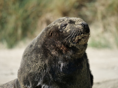 sea lion on the beach
