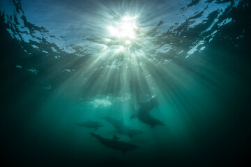 Fototapeta na wymiar Underwater photo of wild dolphins, Australia