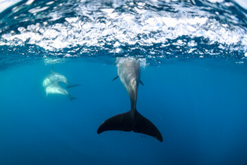 Underwater photo of wild dolphins, Australia