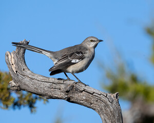 Northern Mockingbird