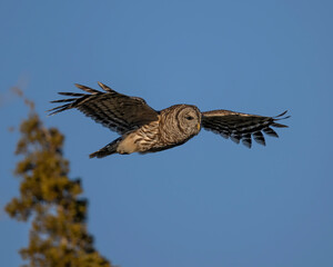 Barred Owl in flight