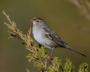 Immature White-crowned Sparrow