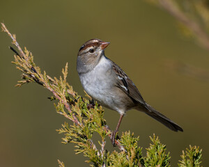 Immature White-crowned Sparrow