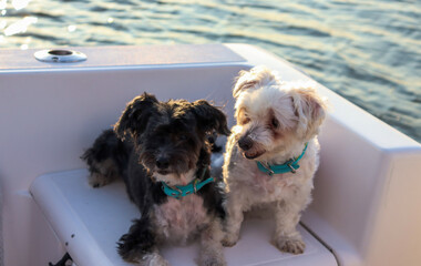 Two happy dogs sitting on a boat with water in the background 