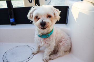 Happy dog sitting on a boat with water in the background 