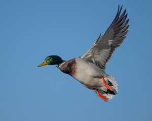 Mallard Drake in flight
