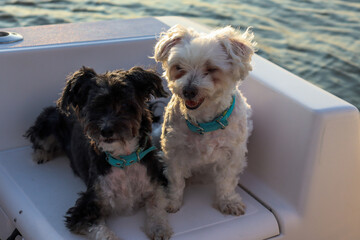 Two happy dogs sitting on a boat with water in the background 