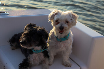 Two happy dogs sitting on a boat with water in the background 