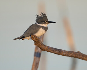 Belted Kingfisher