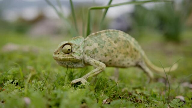 A graceful reptile mimics its surroundings. Chameleon walks grass