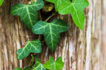 Ivy growing on a tree trunk