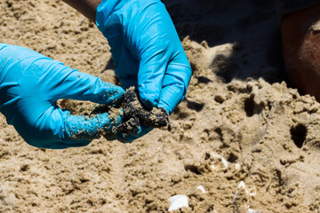 Endangered sea turtles hatching on the beach with the help of the park rangers 