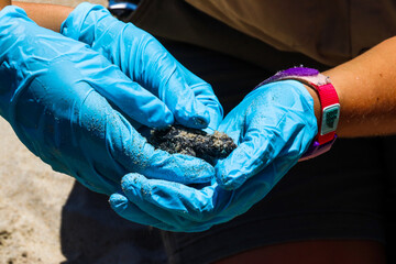 Endangered sea turtles hatching on the beach with the help of the park rangers 