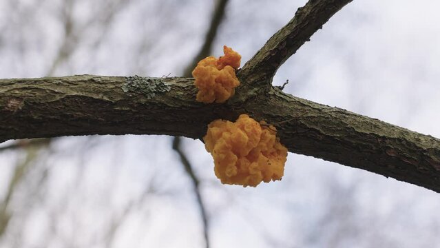 Closeup of Tremella Mesenterica common jelly fungus attached to dead branch tree