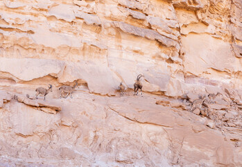 Wild  goats are on the rocks in the national park Timna, near the city of Eilat, Israel