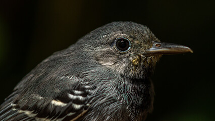 Portrait of a Gray Antwren