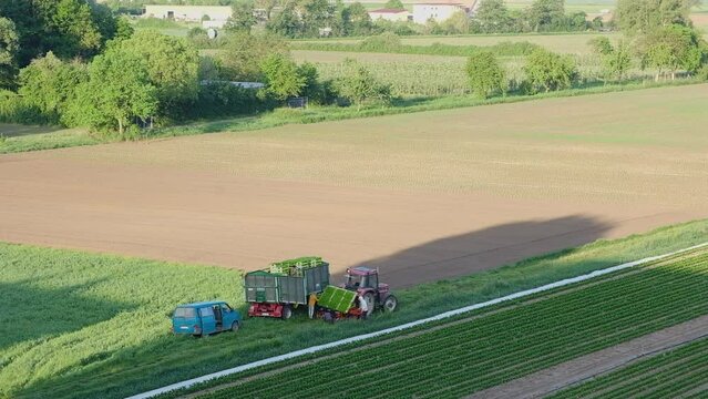 a tractor rides and Farm labors preparing equipment to plant celery in field