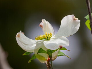 桜に負けない美しさ　ハナミズキの花