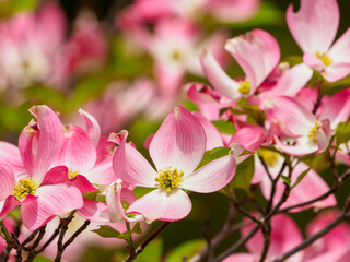 桜に負けない美しさ　ハナミズキの花