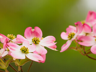 Obraz na płótnie Canvas 桜に負けない美しさ　ハナミズキの花