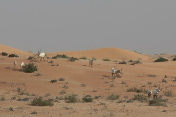 A group of arabian oryxes in desert landscape walking over a sand dune. Dubai, UAE.