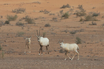 Fototapeta premium A group of young juvenile arabian oryxes in desert landscape. Dubai, UAE.