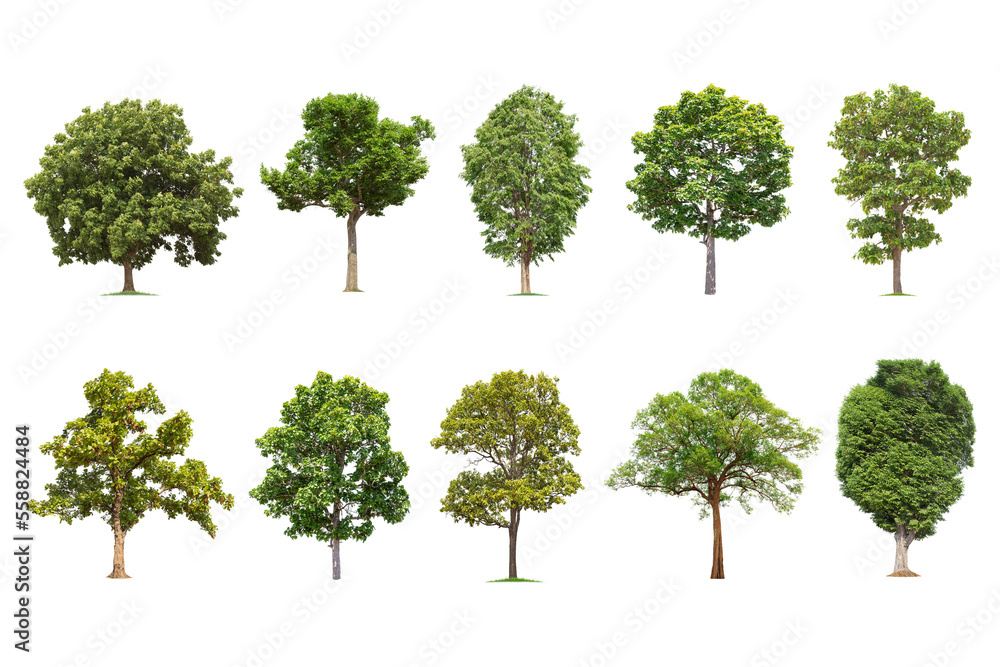 Wall mural isolated big tree on white background ,the collection of trees.large trees database botanical garden