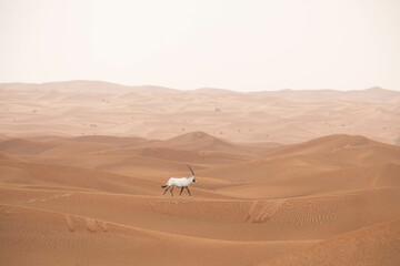 Lonely solitary arabian oryx walking on top of a dune in a big desert landscape. Dubai, UAE.
