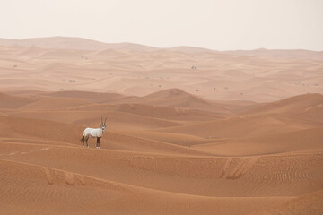 Lonely solitary arabian oryx looking into the camera in a big desert landscape. Dubai, UAE.