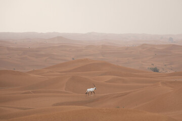 Lonely solitary arabian oryx walking away into a distance in a big desert landscape. Dubai, UAE.