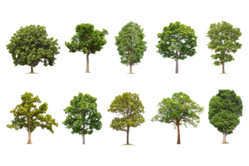 Isolated big tree on white background ,The collection of trees.Large trees database Botanical garden organization elements of Asian nature in Thailand, tropical trees isolated used for design,