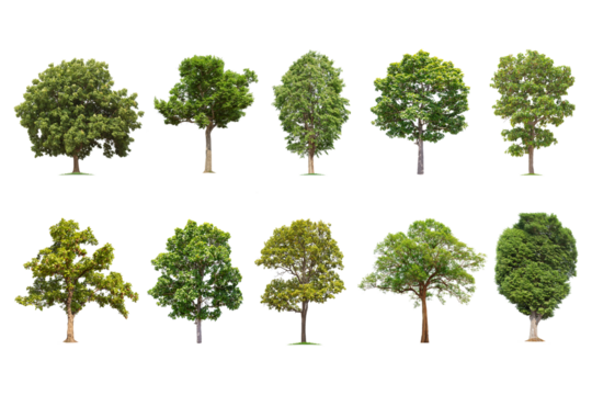 Isolated big tree on white background ,The collection of trees.Large trees database Botanical garden organization elements of Asian nature in Thailand, tropical trees isolated used for design,