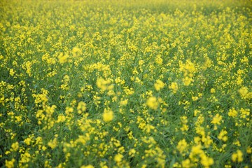 A Mustard field during winter in India 