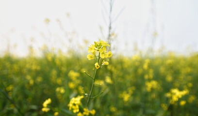 Fototapeta premium field of yellow rapeseed