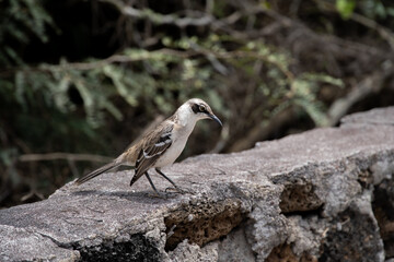 Pinzón en sendero de Galápagos