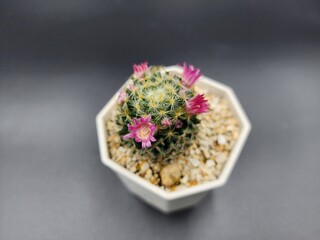 cactus flower with thorns